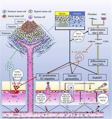 Extracellular Vesicles Are Key Regulators of Tumor Neovasculature